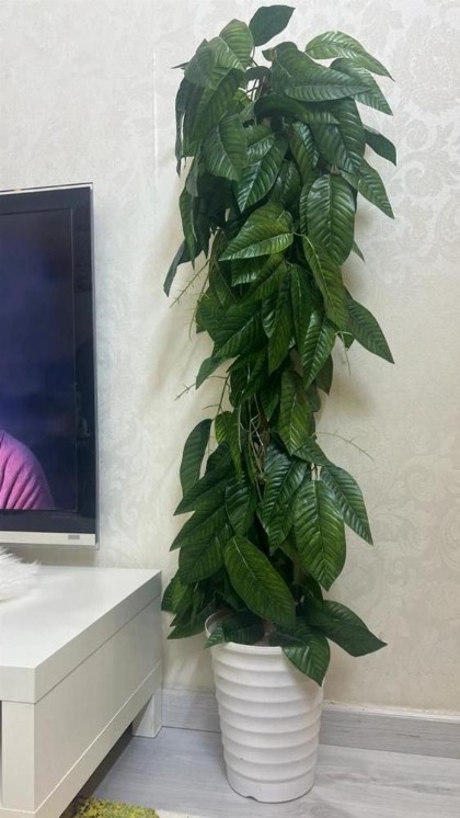 هولدي أبارتمنت - image 9